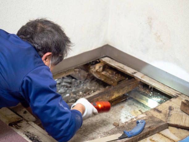 Best Certified Mold Removal  in Westlake, OH