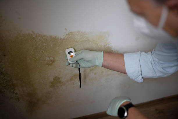 Certified Mold Removal in Westlake, OH