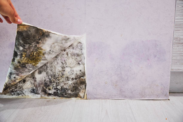 Best Crawl Space Mold Removal  in Westlake, OH